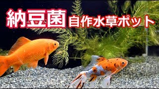 金魚水槽の自作の水草ポット ダッチアクアリウム風で Youtube