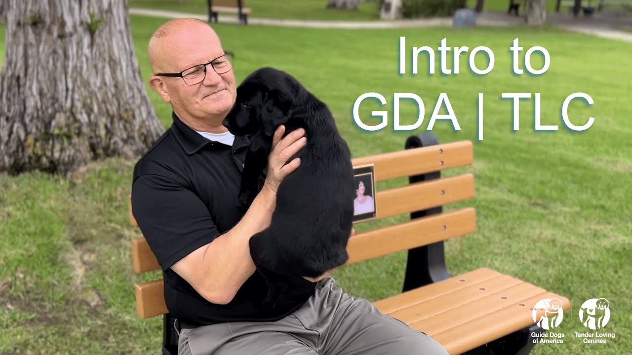 Собаки-поводыри Америки | Нежные и любящие псы: Знакомство с нами