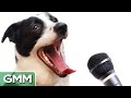 6 Animals Who Can Speak Human