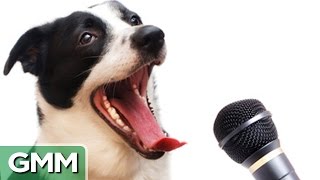 6 Animals Who Can Speak Human