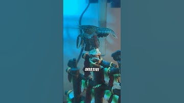 The Fascinating World of Marmorkrebs Self-Cloning Crayfish #shorts  #Marmorkrebs #Crayfish #Wildlife
