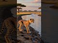 Cheetah Cub POV — Life Through a Tiny Wildlife Camera 🐆#Cheetah #CheetahCub #Wildlife