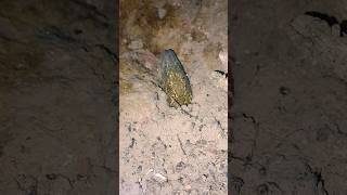 harus jeli liat nya kepala nonggol ngerii #vidioshorts #belut #ngerii #berandayoutube #eelcatch
