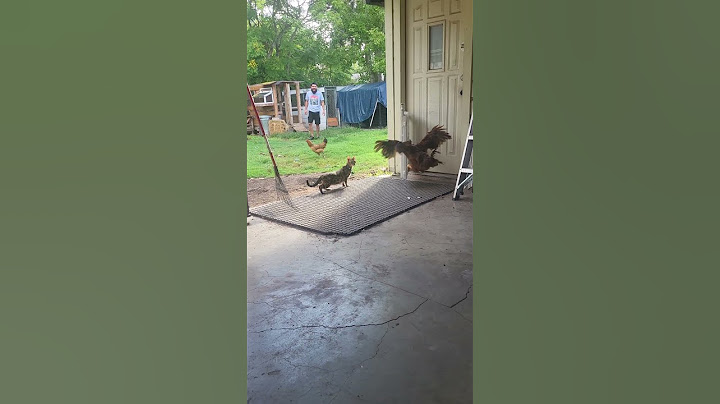 Video 3284861: cat vs bengal, cat vs chicken