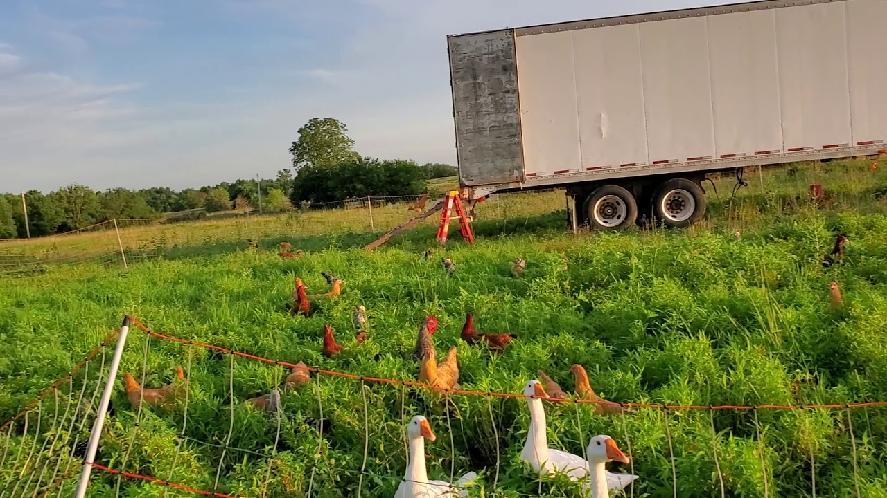 Chickens on Fresh Forage YouTube