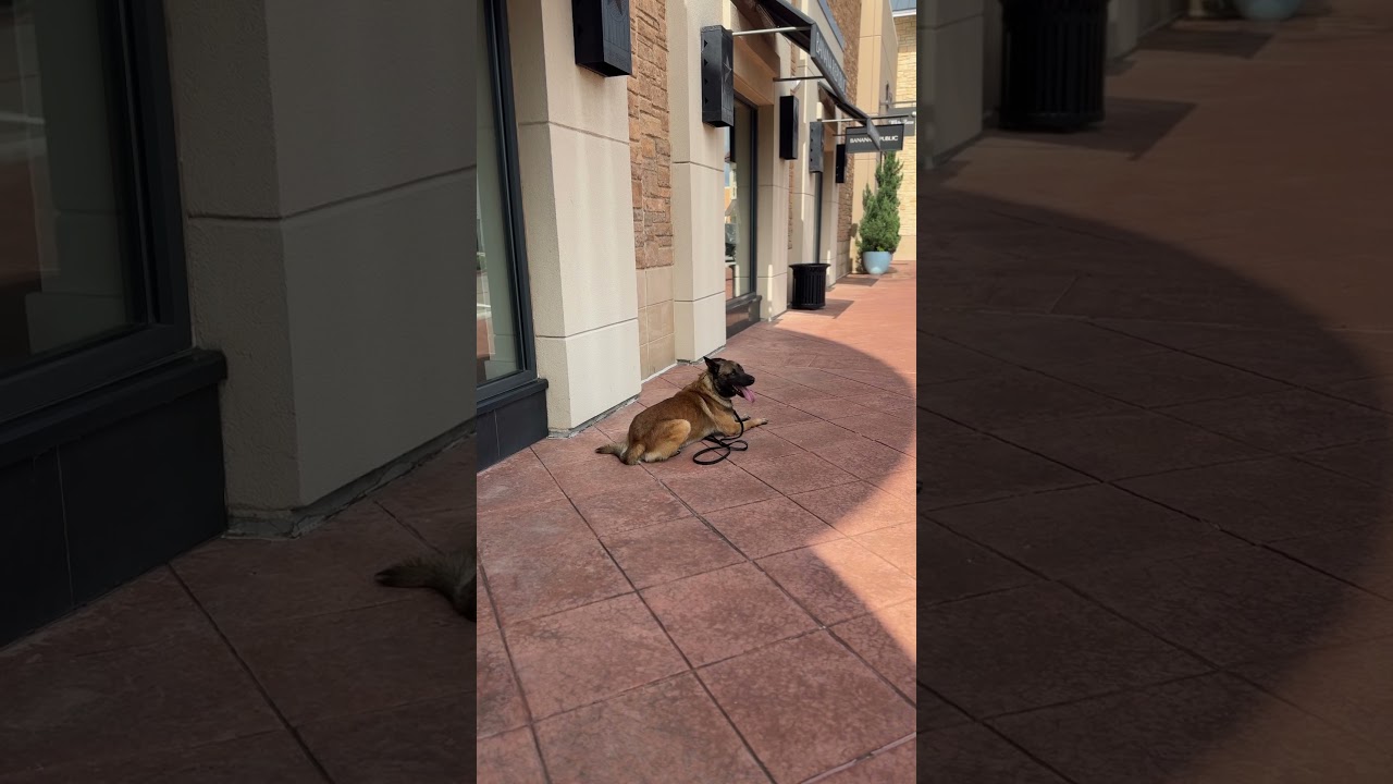 Storm getting some love by someone walking by 