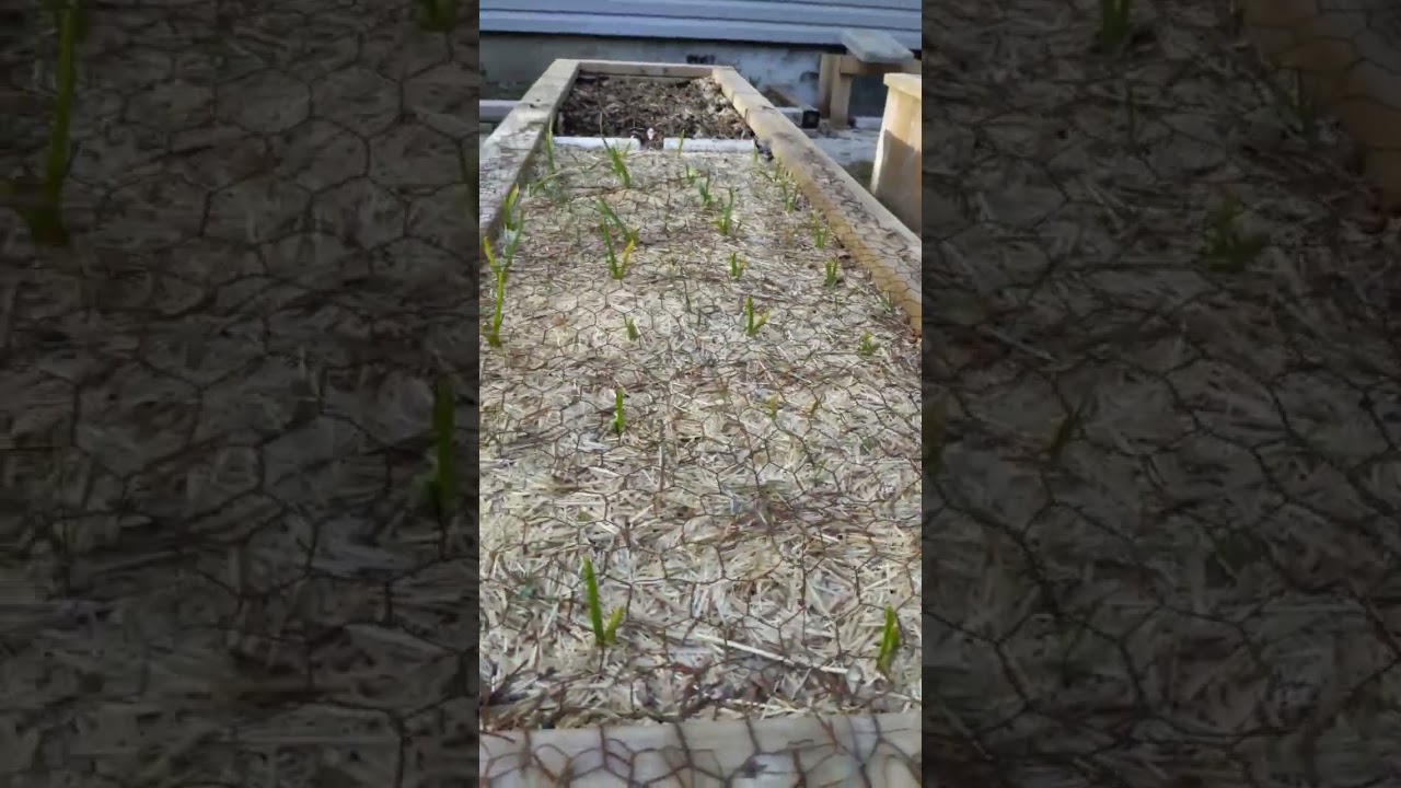 Garlic! Garlic! Garlic! 