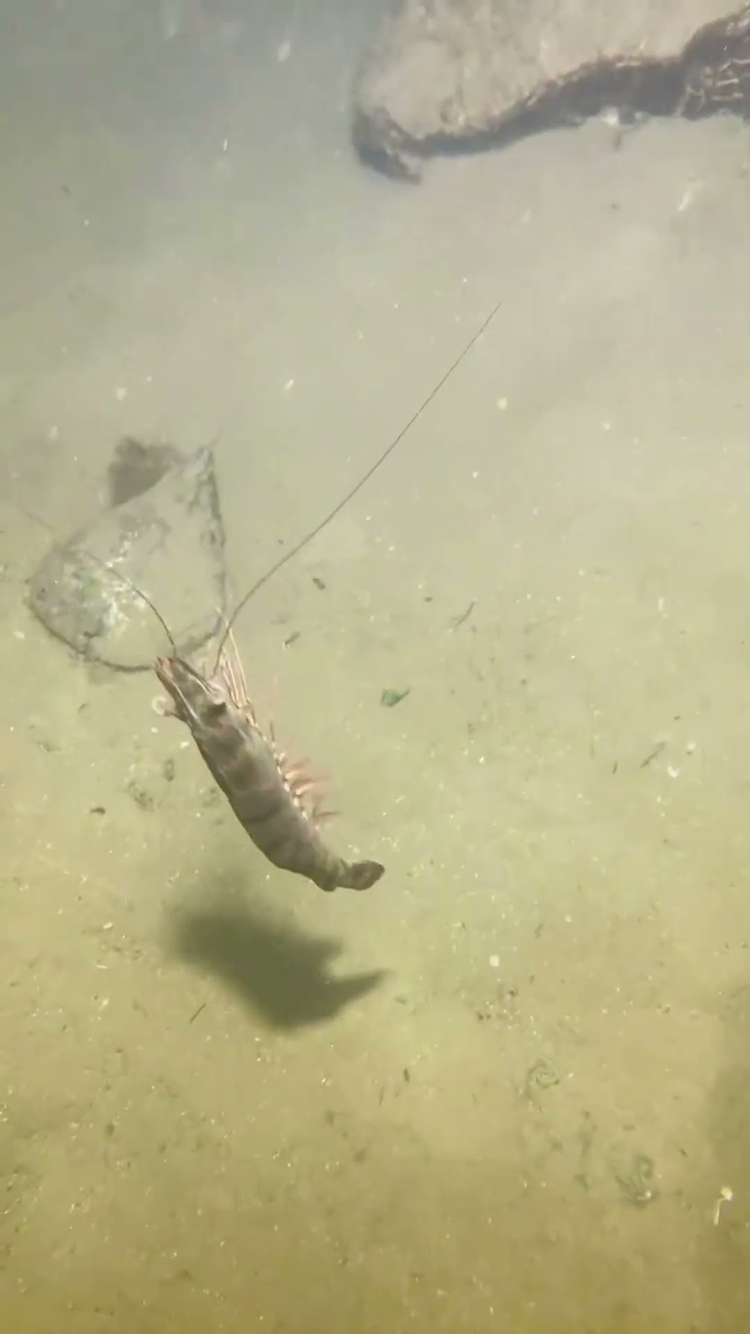 Aquaculture fishing process