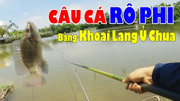 Câu Cá Sông | Câu Cá Rô Phi Tự Nhiên Bằng Mồi Ủ Chua Giật Đã Tay