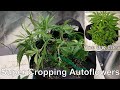 How To Grow Cannabis Part # 1: Planting And Watering Germinated Seeds + SuperCropping Autos  #FC4800