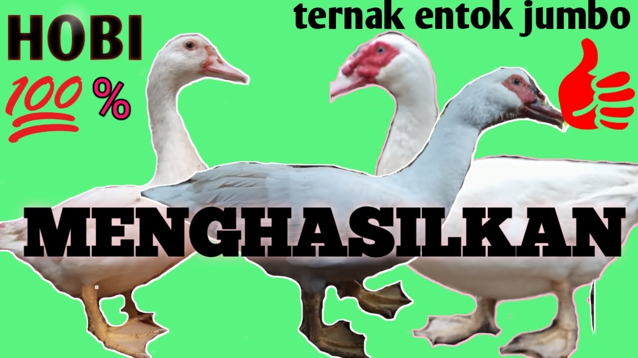 Cara budidaya entok untuk pemula terbaru 