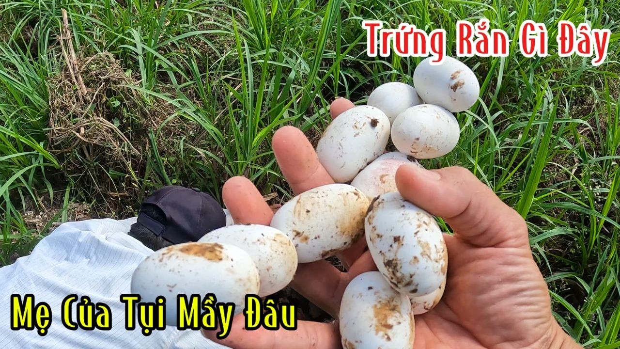 Mới Xuống Xe Là Như Này Rồi Chắc Bữa Nay Trúng | Mười Thương Săn Bắt