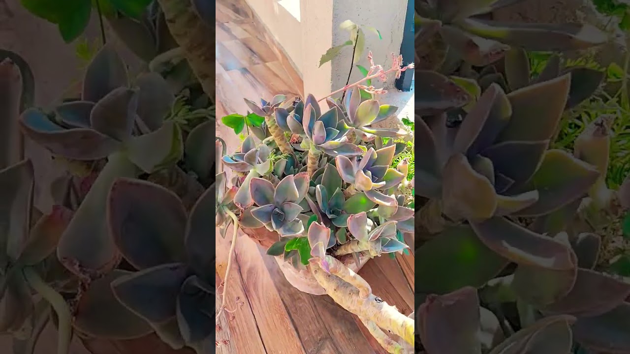 Angur ki BEL#plants #vegetables#fruits#flowers #homegardening #ytshorts
