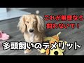 【犬７頭と暮らすおっさん】多頭飼いのデメリット