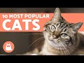 Top 10 Most POPULAR Cat Breeds in the World