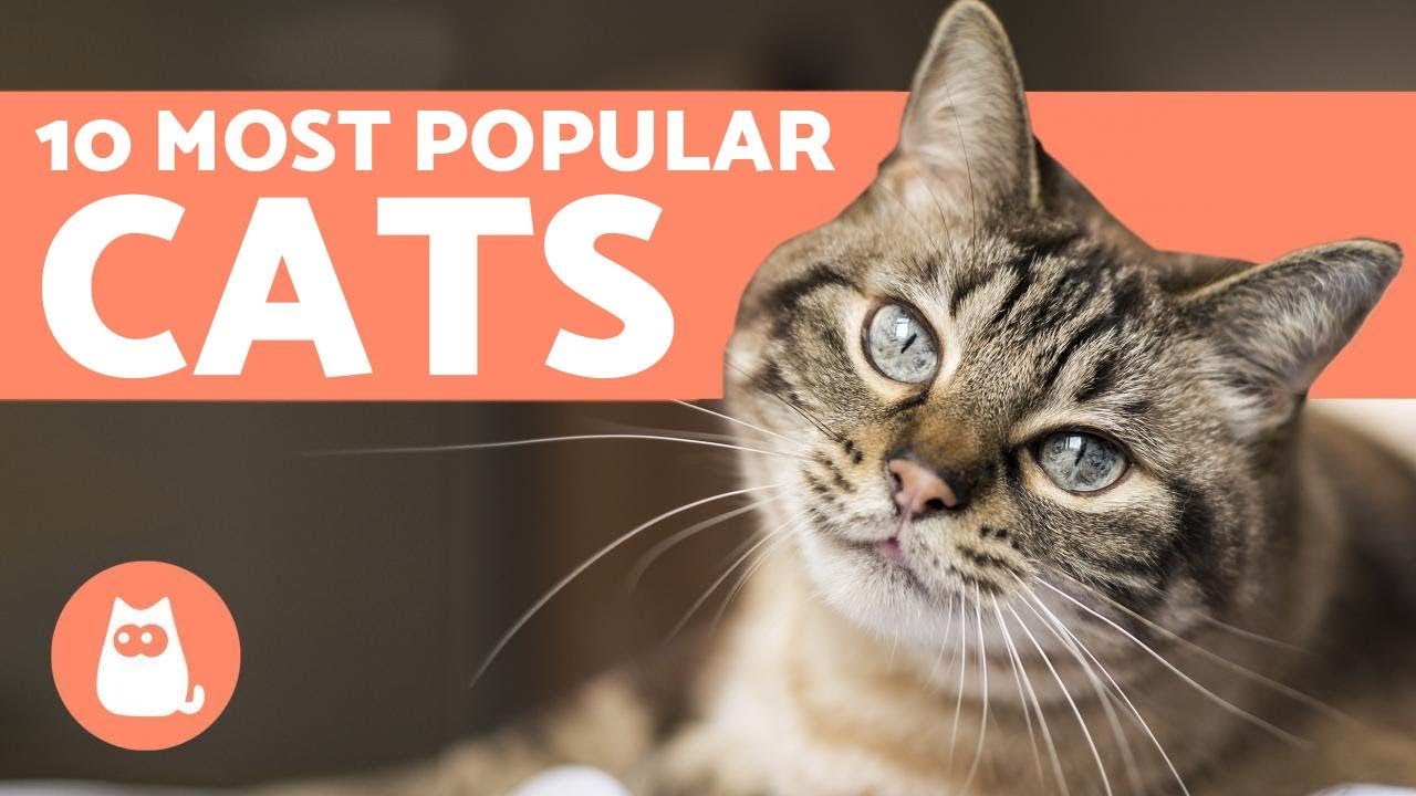Top 10 Most POPULAR Cat Breeds in the World - YouTube