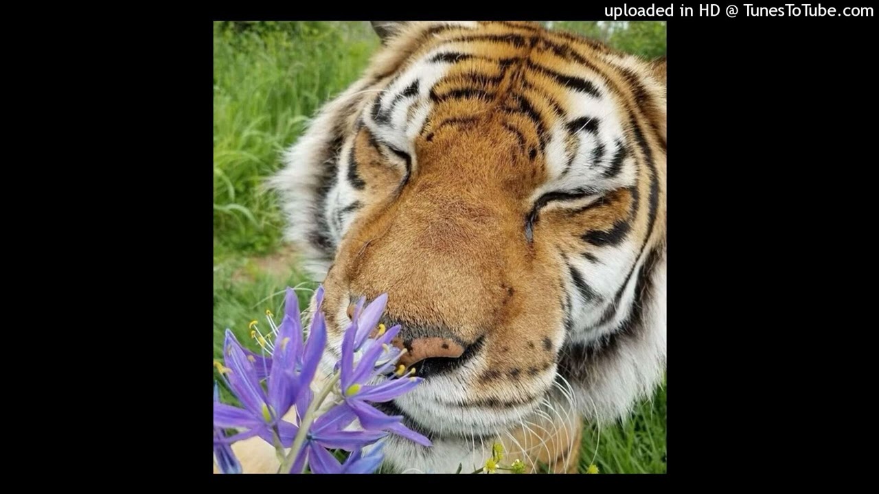 [FREE] Taurs Type Beat 