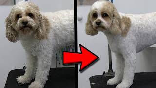 NEVER Skip This Step! BEST Pro Grooming Results