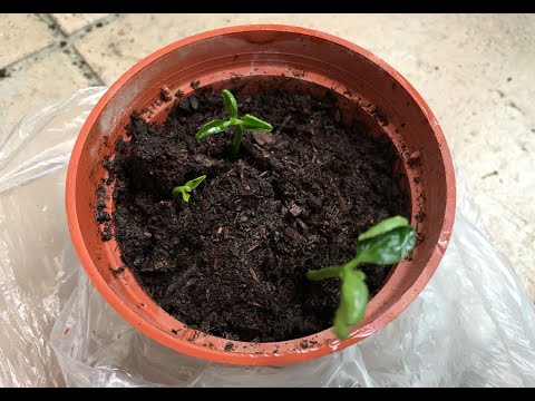 柚子盆栽DIY-簡單種出柚子樹苗/How to grow Pomelo from seed repotting