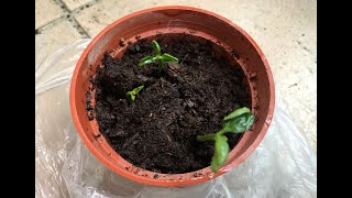 柚子盆栽DIY-簡單種出柚子樹苗\/How to grow Pomelo from seed repotting