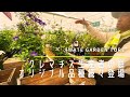 【ガーデニング】クレマチス生産者岩手の及川さん訪問。センス溢れるオリジナル品種。【園芸】