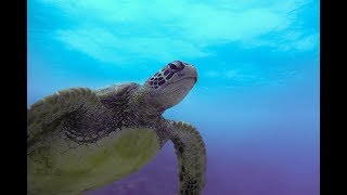 The Great Barrier Reef - One Minute Nature Show