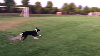 Sunset Runs by Benji Border Collie 11 views 5 years ago 25 seconds