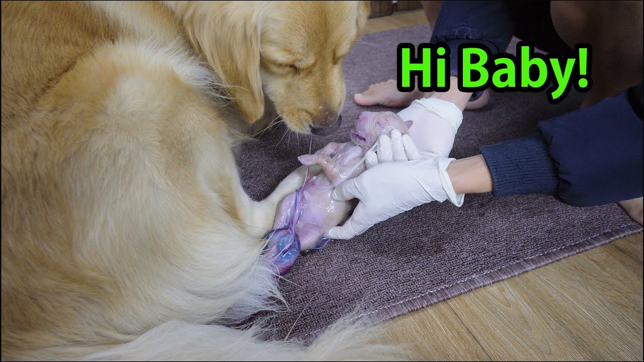 Golden Retriever Overjoyed to See Her Newborn Puppies for the First Time