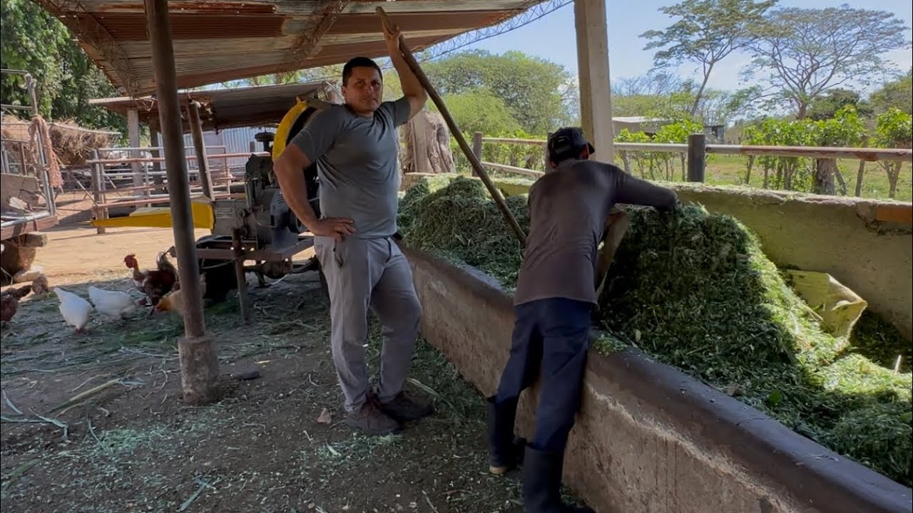 En problemas con la picadura y mira el juego del burro con la burra 