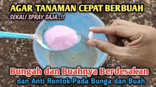 Download Lagu Mengejutkan Lihat Hasilnya, Sekali Kocor Tanaman Kecil Cepat Keluar Bunga dan Berbuah Lebat !! MP3 Download Lagu Mengejutkan Lihat Hasilnya, Sekali Kocor Tanaman Kecil Cepat Keluar Bunga dan Berbuah Lebat !! MP3