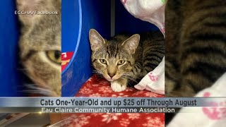 Cats one-year-old and up $25 off through August at Eau Claire animal shelter