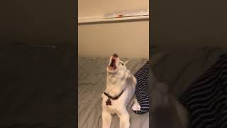 husky lab mix puppy howling