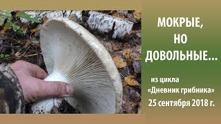 Мокрые, но довольные.....Дневник грибника 25 сентября 2018 года.