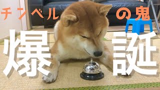 想像以上にチンベルを使いこなし催促をしまくる柴犬 Shiba Inu who masters the chimbel more than imagined and urges