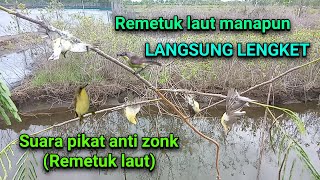 Suara pikat remetuk laut / Harmoni yang dicari pemikat.