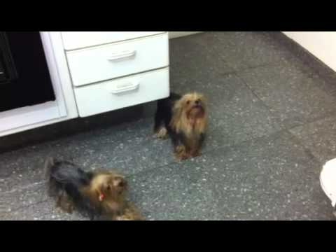 Yorkshire uivando Clearance