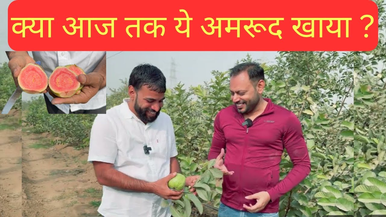 आइए अमरूदों की नई किस्म का टेस्ट क़रें-Guava New variety ✌️🍐