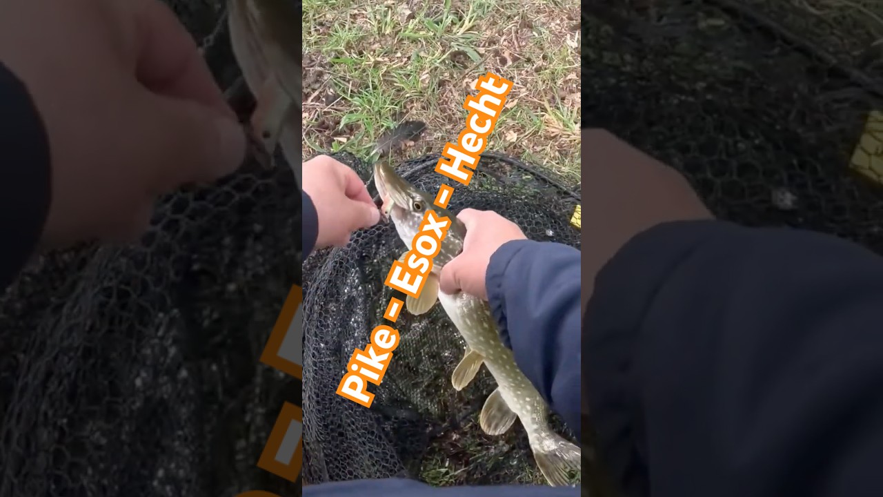 Der kleine Pike aus Brandenburg … - Angeln auf Zander, Hecht und Barsch .. 🐟🎣🐟🎣