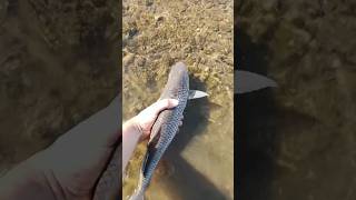 Мой самый крупный голавль,#рыбалка #fishing