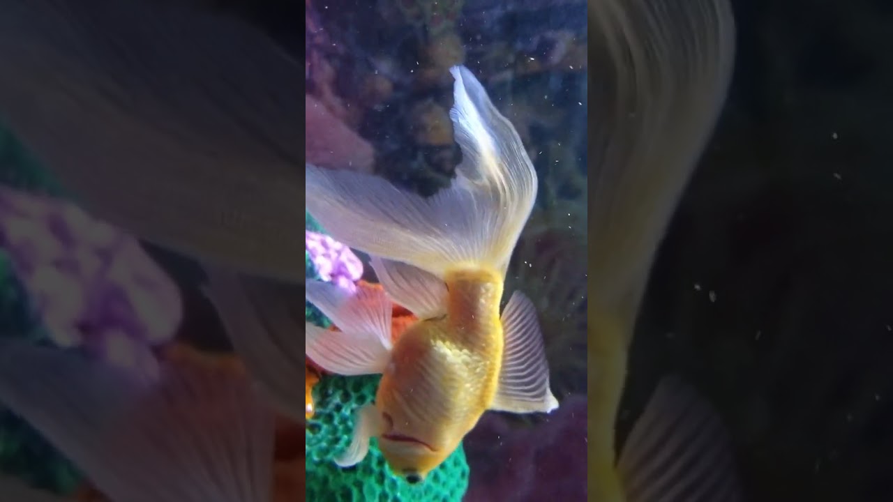 New  year me mandir ghumne aagaaye gurukul me 🚩