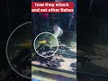 attack by baby arowana #fish #fishtank #facts