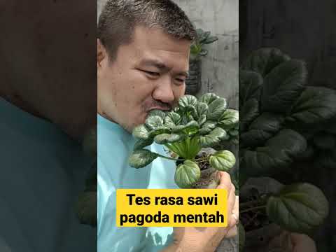 Video: Petunjuk Menanam Tatsoi: Tips Cara Menggunakan Tatsoi