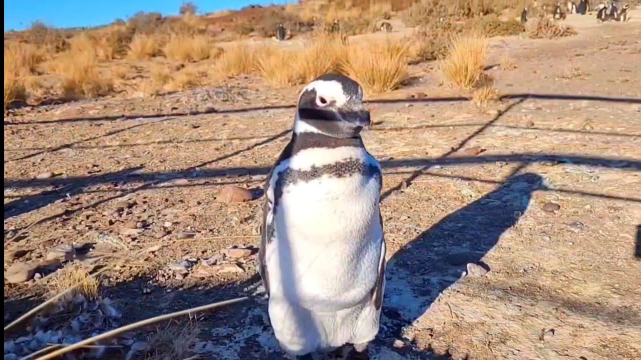 Camarones - Cabo Dos Bahías - Chubut
