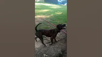 YeLa Kennels Sheka Realapbt Pitbull Americanpitbullterrier Apbt Apbtlove Apbtlife Yela 