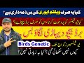 How to start love birds business  love birds genetics  birds  welcome aviary official