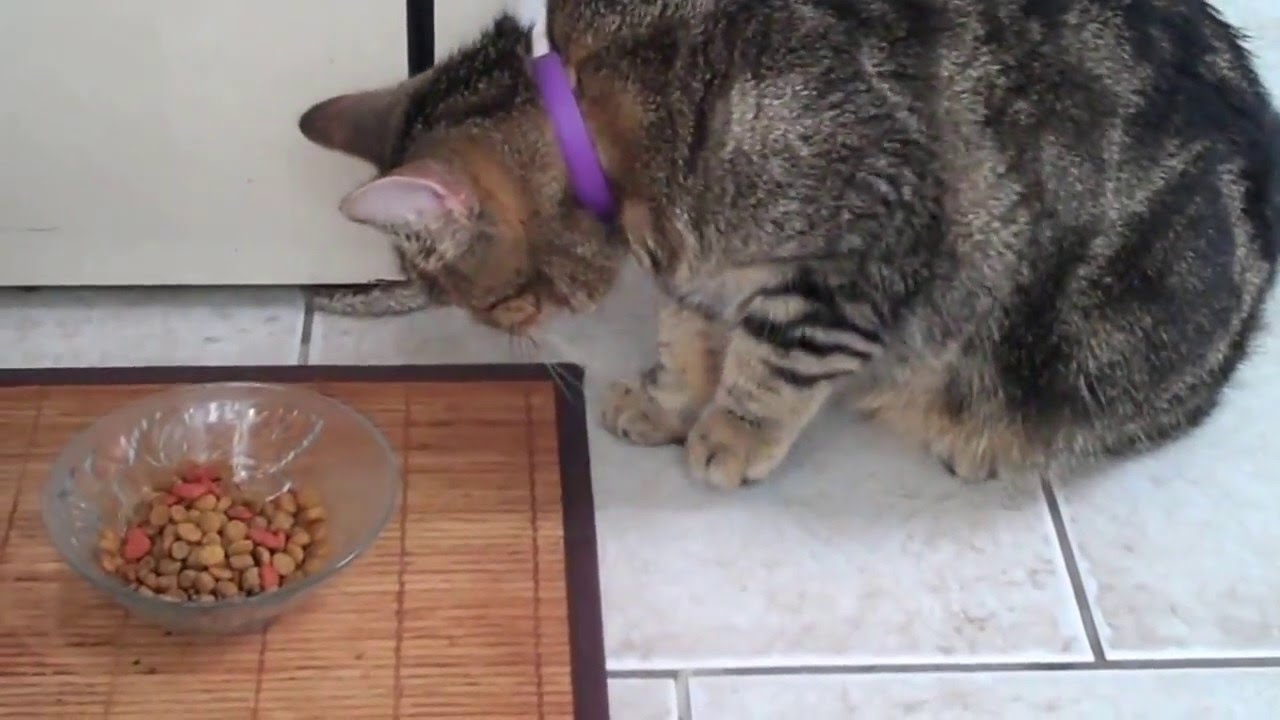 Kitty Picky Eater - YouTube