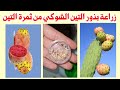 زراعة بذور التين الشوكي أو الصبار البرشومي أسهل طريقة 