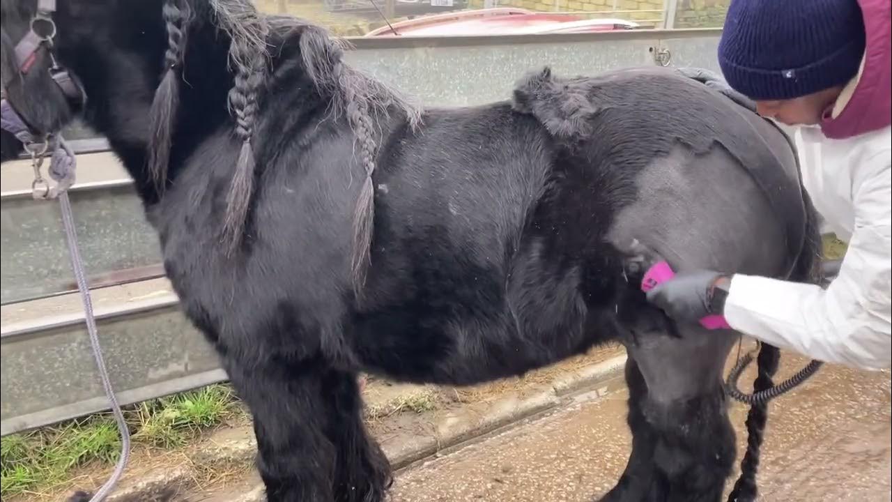HORSE HAIRCUT Clipping Winston YouTube