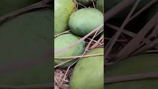 How Mangoes Ripen Naturally 🥭 #nature ##villagelife #mango #mangoseason