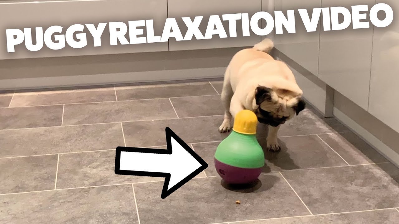 treat dispensing dog toy